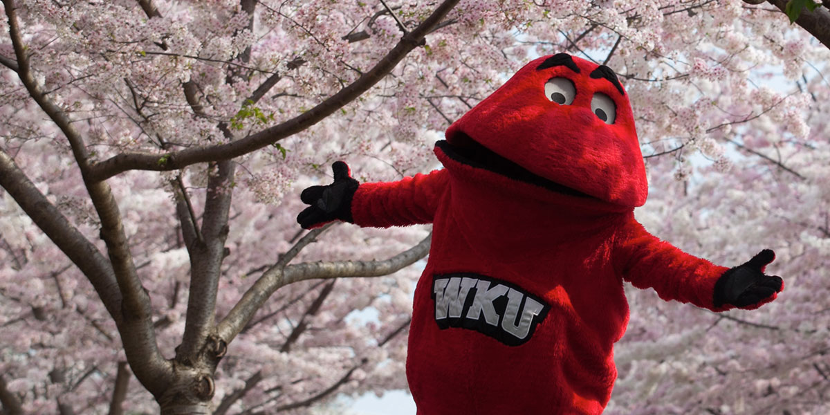 Big Red with cherry blossoms