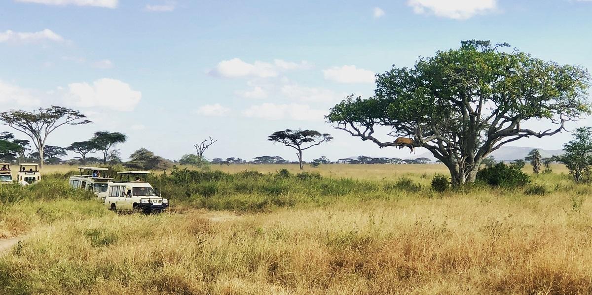 Claire Harralson captured this image of a lioness resting in a tree as safari vehicles pass by.