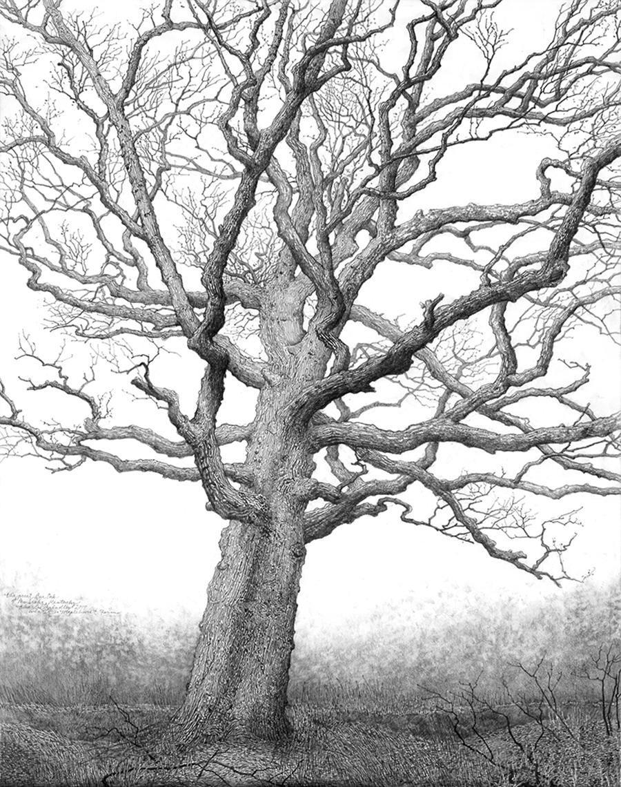 The Great Bur Oak of Pembroke, 2017