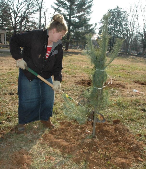 volunteer from WKU helps plant pine tree