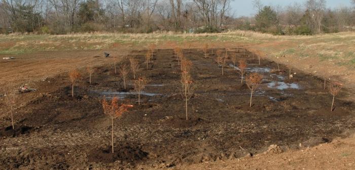 40 bald cypress planted in drainage basin
