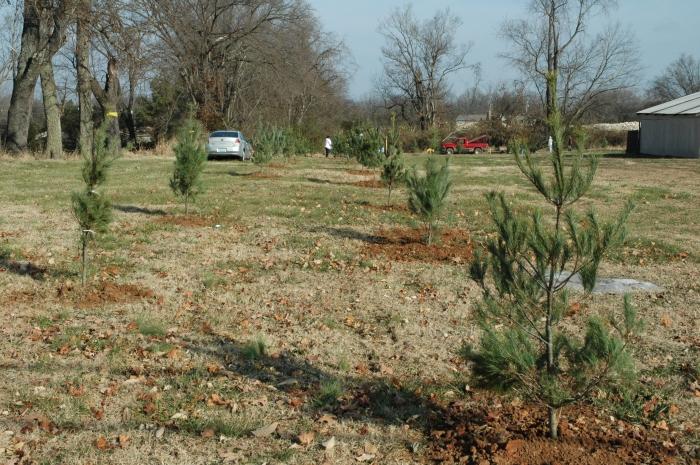 Fifty pine trees planted along easement of property off Glen Lily Road.