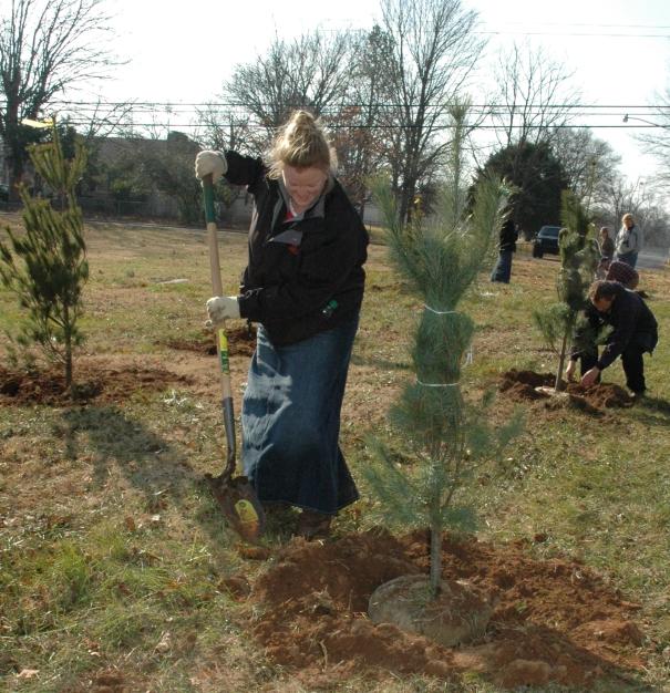 volunteers planting 50 pine trees