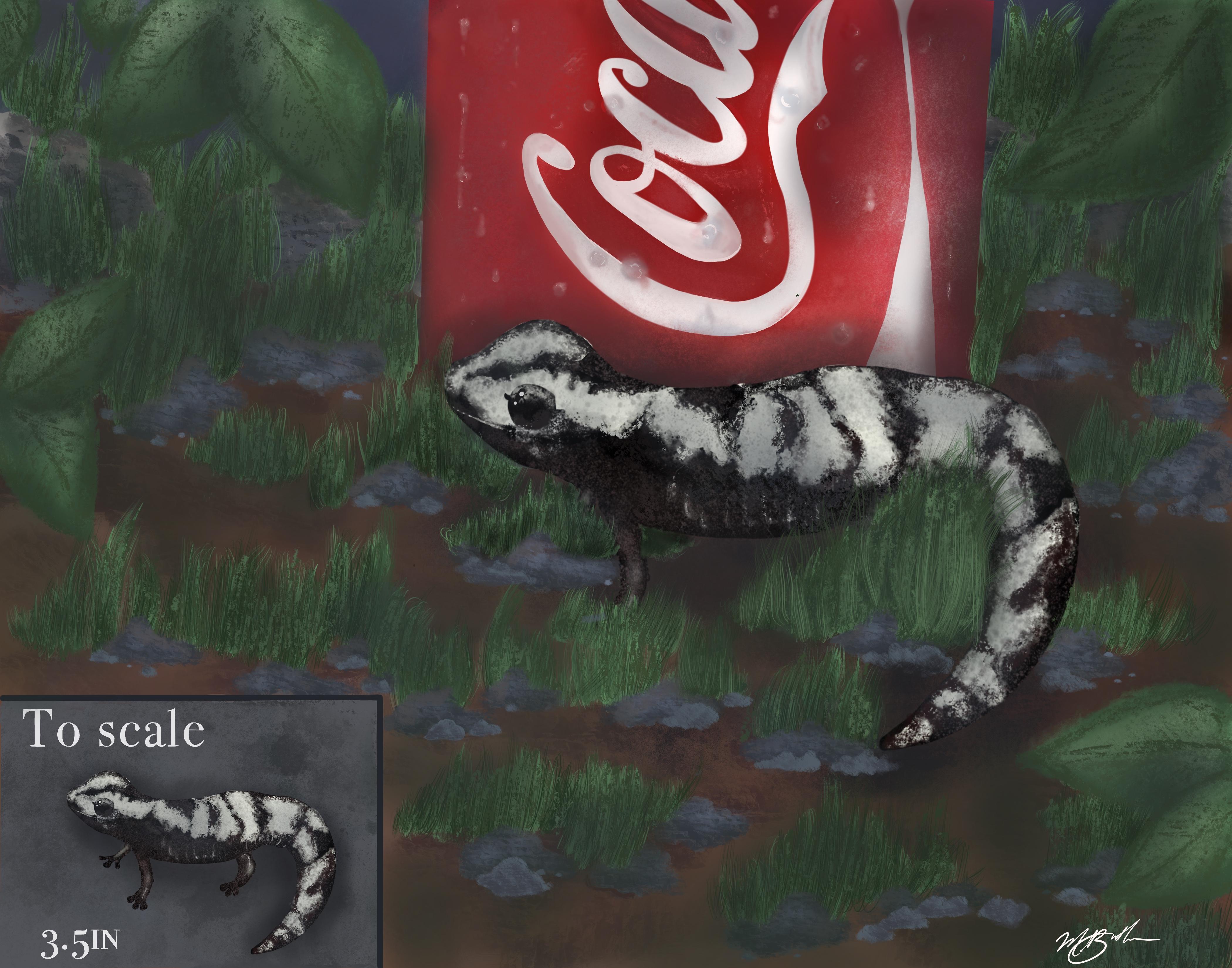 The Marbled Salamander, also known as Ambystoma opacum, is about 3.5-4.75 inches long. The salamander has a small round body camouflaged in a black, dark brown and white coloration. The average 12 ounce Coke is 2.13 inches wide and 4.83 inches tall. This illustration demonstrates the size and scale of the Marbled Salamander compared to a Coke can. Comparing the salamander to the Coke can shows how small the creature is displayed next to an object that’s size is well known and consistent. 