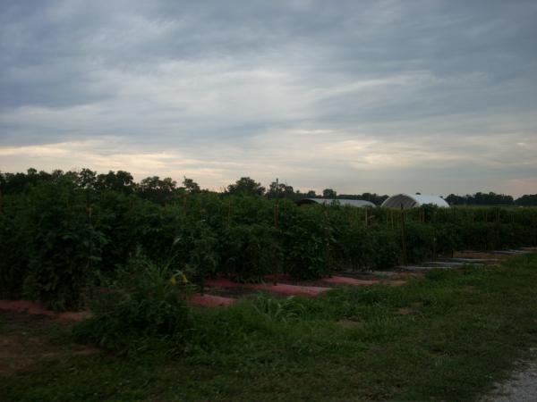 Crops at WKU Farm
