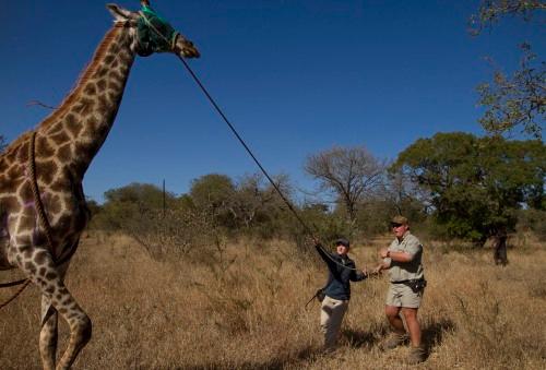 Junior Rachel Beyke leads a female giraffe to a truck for transport from one game reserve to another near Hoedspruit, South Africa, on June 11 as part of an African wildlife management capture course.