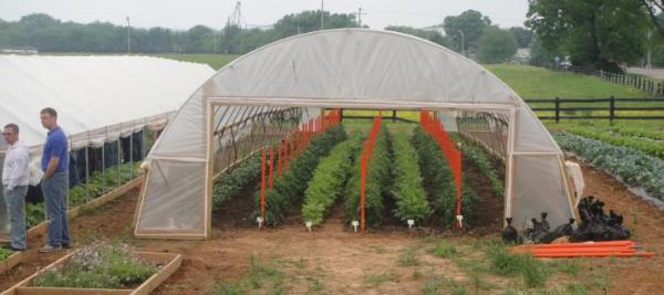 High Tunnel Vegetable Production at WKU Farm