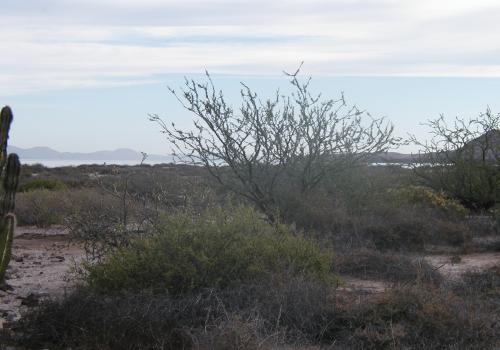 Baja, California