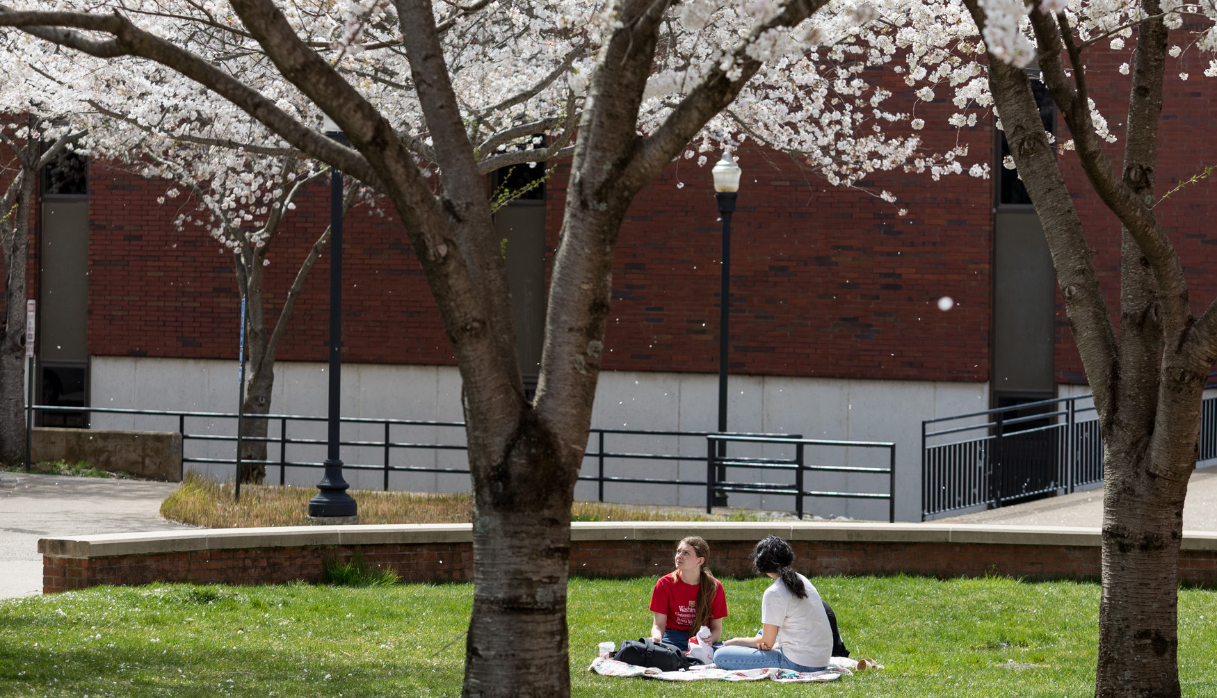 students on campus with cherry blossoms