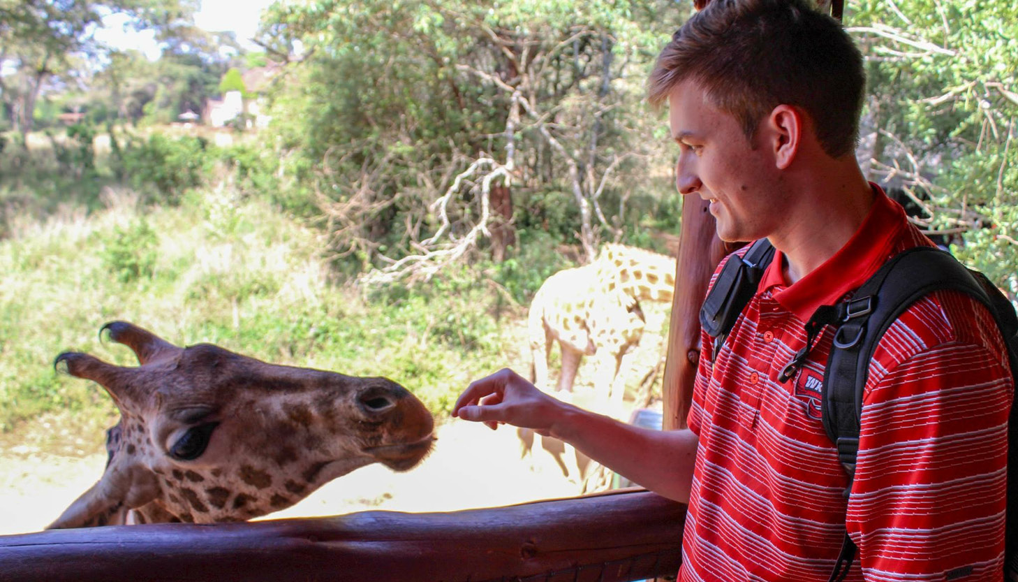 study abroad student feeding giraffe