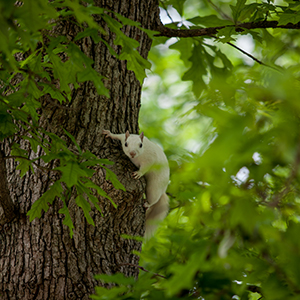 White squirrrel sitting on a tree